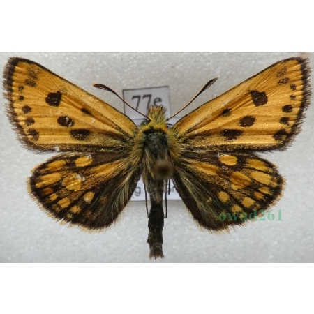 Carterocephalus silvicola (Meigen, 1829) male Kosternik leśniak Poland77e
